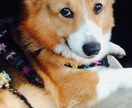 愛犬のお悩み相談お受けいたします ドッグアドバイザーが飼い主さんのお気持ちに寄り添います！ イメージ1