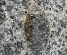 長崎佐賀福岡方面の一部の場所の釣れる魚を教えます 釣行前に、釣れる魚の場所のポイントを知りたくないですか？ イメージ3