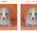 愛犬写真、プロの手仕事で美しく修復、レタッチします イラストではなく本物の写真のまま残したい方へ イメージ2