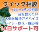 愛犬クイック相談★14日サポートできます 愛犬と楽しく笑顔で暮らせるお手伝い♪子犬からシニア犬まで イメージ1