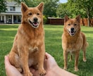 写真から作るオーダーメイド羊毛フェルトペットます 提供内容：彫刻犬猫そっくりぬいぐるみ イメージ8
