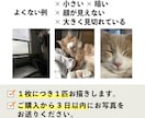 お家の猫ちゃんわんちゃん鉛筆で描きます 【現在170枚】原画＋画像データお届け！ イメージ7
