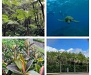 八丈島の写真提供します 海亀、シダの森、八丈富士、海岸などの景観 イメージ2