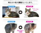 手描きでゆるかわ＊ペットのLINEスタンプ作ります ペットの写真でオリジナルラインスタンプをつくります イメージ5