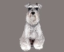 ミニチュアシュナウザーの似顔絵を描きます ミニシュナと暮らす犬絵師が、写真から似顔絵を描きます イメージ7