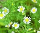 アロマに興味がある方に最適なスタートをご提案します アロマ初心者の方にオススメ！アロマ薬剤師がサポート イメージ3
