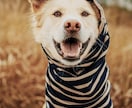 小動物飼養販売管理士合格のために必要なこと教えます 小動物飼養販売管理士　勉強会　☆テスト問題で攻略☆ イメージ1