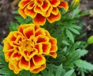 お花などを中心的に撮ってます 道端の花も野花であれば雑草でもある イメージ8