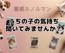 アニマルコミュニケーター占いカードで受け取ります うちの子の気持ち、聞いてみませんか？ イメージ1