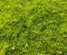 苔の育て方教えます 苔農家直伝！苔の悩み相談してください イメージ1