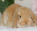 お悩み相談にのります 悩み相談、カウンセリング、心のケア、愚痴、ストレス発散 イメージ2