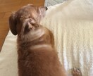 私のhappyな感じお分けします ほんわか雰囲気でお話し相手いたします☺︎ イメージ3