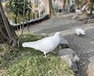 陰陽師⌘の子孫が➗霊視霊感で恋愛の悩みを解決します 今までに経験した事の無い【感動的】な鑑定をぜひ体験して下さい イメージ6