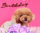 浜松市で愛犬専門の出張撮影いたします ご自宅で自然な表情を丁寧に撮影します イメージ8