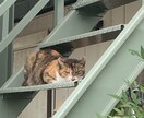 寂しい時お話しお聞きします 寂しい・なんだか暇…そんな時、お友達感覚で話しましょう！ イメージ3