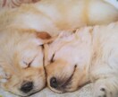 眠れない夜★☆眠くなるまでとことんお付き合いします 今日もお疲れさま♡気分転換　雑談　傾聴　お休みコール　膝枕 イメージ8