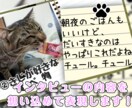 大好きなペットちゃんの説明書（動画）製作します ♪　ペットが好き好き♪　飼い主様のインタビューをもとに作成！ イメージ7