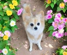大切な愛犬さんをお作りします 世界にたった一つ♡うちのコ羊毛フェルト♡ イメージ2