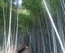 京都の写真送ります！名所の絶景写真たくさんあります 京都在住の自称カメラマンです！膨大な写真の中から5枚送ります イメージ5