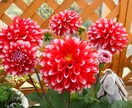 お花の写真撮影します お花の可愛さで暮らしを明るくしたい イメージ1
