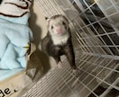 フェレットの悩み・相談何でも聞きます 飼い方・必要な物・エサの選び方・病気・介護など何でもOK イメージ2