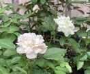 家庭菜園の野菜の悩み、なんでも解決します 害虫、病気、肥料、道具の選び方、なんでも答えます。 イメージ3