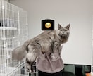 大型犬と猫の飼い主。飼い方やお手入れ相談乗ります アラスカンマラミュートのしおむすび♡愛犬愛猫のお悩み相談室 イメージ4