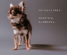 愛犬・ペットを自然な表情で出張撮影します 遊ぶ姿も、見つめる表情も、その子らしさを一枚に。 イメージ6