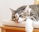 悩み、愚痴を聞きます 人の話を聞き、ストレスの緩和に協力 イメージ1