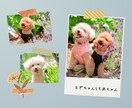 わんちゃん商品の撮影代行します 大型犬から小型犬まで幅広く対応 イメージ3