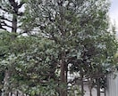 庭木の剪定、写真で相談できますます この木、切っていい？写真で解決 イメージ4