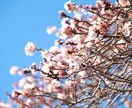花や風景の写真販売します 癒されたい画像を使いたい方に！ イメージ1