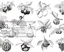 緻密なペン画イラスト描きます 植物や雑貨、民族衣装などが得意です！ イメージ5