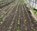 土壌医の家庭菜園のコツ！ご相談に乗ります 〜土壌医が教える〜『理屈が分かると楽しい！家庭菜園のコツ』 イメージ4