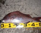 海釣りで魚を釣りたい初心者の方へコツ教えます ファミリーフィッシングでお子さんに魚を釣らせたい方なども イメージ4