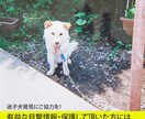 写真を使った迷子のペットポスターを作成します 「大切な家族を探すお手伝いを、心を込めてデザインします」 イメージ1