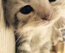 お気軽にお話ききます まだまだお話など慣れないこと多いですがよろしくお願いします。 イメージ1