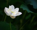 ワンコイン鑑定☆彡チャネリングで鑑定をします 恋愛・結婚・仕事・転職・人間関係・その他色々鑑定します イメージ1