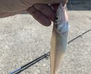 淡路島の良い釣り場教えます メッチャ釣れて人が少ないです。 イメージ1