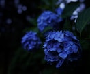 京都市内でプロフィール画像を撮影します SNSやビジネス用のプロフィール画像を丁寧にお撮りします イメージ3
