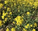 初回限定！年齢関係なく恋愛から複雑愛まで占います 恋に年齢は関係ありません！現状と今後のアドバイスを致します イメージ1