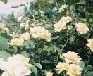 恋愛•子育て•仕事の不安や悩みなんでも相談乗ります 知らない人だから気兼ねなく話せる。心の中のゆとりになります イメージ2