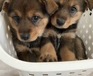 保護犬を飼うかどうか迷っている人の相談に乗ります 保護犬って何？　ペットショップとの違いは？　我が家に合う犬 イメージ3