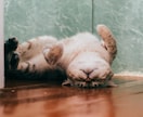 これって変じゃない？　不満や違和感に寄り添います 納得できない、飲み込めない想いを抱えたあなたへ イメージ5