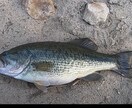 初心者向けバスフィッシング一匹を釣るコツを教えます バスフィッシング歴38年の経験を生かしお手伝いします。 イメージ1