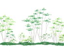 植物のイラスト(樹木、お花、ハーブ等)作成します 植栽知識を活かした様々な種類の素材を作成できます。 イメージ4