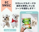 EC･SNSに！犬製品を着用撮影します 写真＆動画OK 可愛いマルチーズが着用＆使用します！ イメージ2