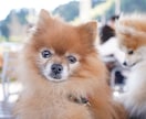 全画像納品！愛犬との家族写真撮影します 愛するわんちゃんとの思い出を残しませんか？ イメージ6