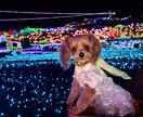 楽しくワンコにしつけと技を教えられます お座りから吠えろまでモデル犬に必要なスキル習得が出来ます イメージ6