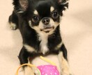 ご家族の思い出と、ペットのお写真を撮影します いつもの家族写真にわんことにゃんこもご一緒に イメージ1